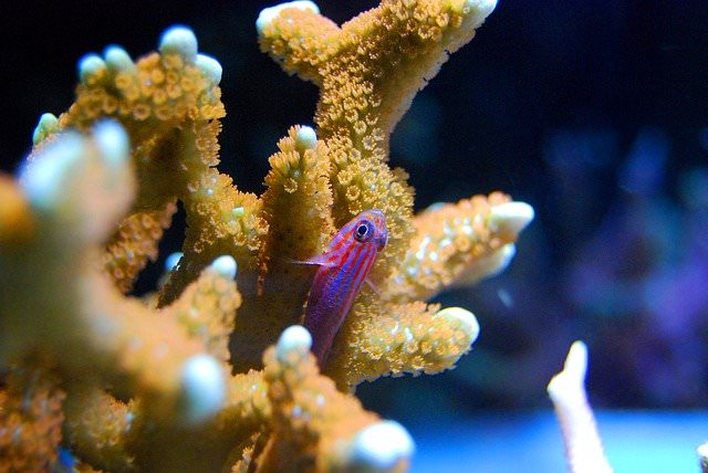 El calcio en el acuario marino de arrecife